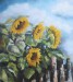 Slunečnice 1998 olej na plátně 80 x 70